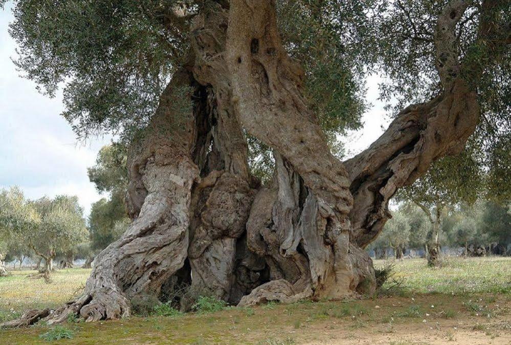 Bio-Agriturismo Masseria La Palombara サルヴェ エクステリア 写真
